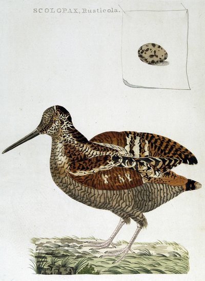 Fakabát és tojás (scolopax rusticola) - metszet alkotó: Unknown artist