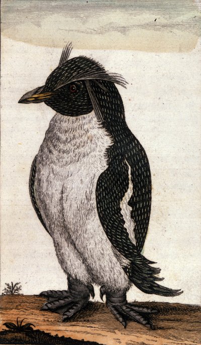 Az Albatros családba tartozó Diomedea madarat ábrázoló állattani térkép. 18. századi metszet alkotó: Unknown artist