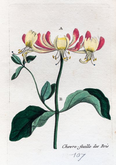 vad lonc alkotó: Unknown artist