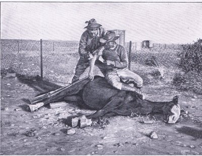 Szűk menekülés. Egy sebesült felderítő, akinek a lovát kilőtték alóla, a Harmsworth Bros Limited által kiadott After Pretoria: The Guerilla War című filmből alkotó: Unknown photographer