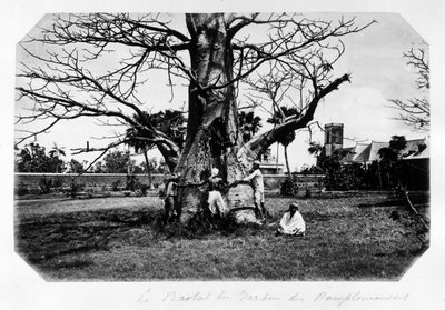 A baobab a grapefruit kertben, Mauritius - a „” Souvenir de l’île Maurice””” 19. században (Henri Bernardin de Saint Pierre (Saint-Pierre vagy St-Pierre), Paul és Virginia) alkotó: Unknown photographer