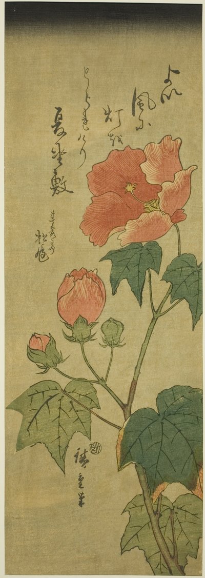 Hibiszkusz alkotó: Utagawa Hiroshige