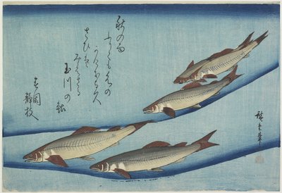 Sweetfish, 1832-1833 alkotó: Utagawa Hiroshige