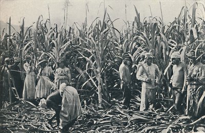 Cukornádültetvény, 1916 alkotó: Valentine and Sons Ltd