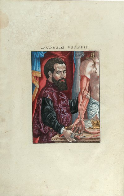 Andreas Starr portréja a „De Humani Corporis Fabrica Libri Septem”-ből, Andreas Starr (1514-64), kiadó: Johannes Oporinus, Bázel, 1543. június (színes fametszet) alkotó: Venetian School
