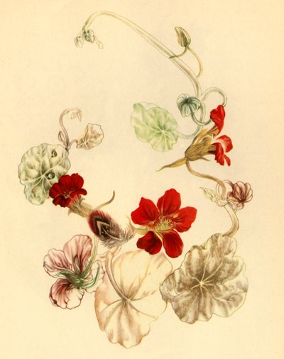 „Nasturtium”, 1930-as évek, 1946. alkotó: Vere Temple