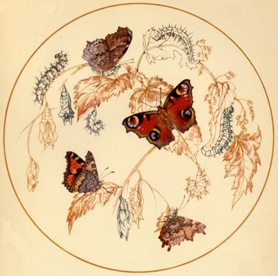 "Páva, kis teknőshéj és vesszőlepkék...", 1930-as évek, 1945. alkotó: Vere Temple