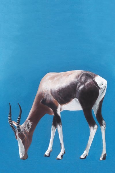 Blesbok legel a kékben alkotó: Viccy Wanliss