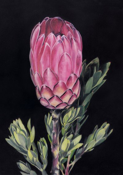 Egzotikus rózsaszín protea alkotó: Viccy Wanliss
