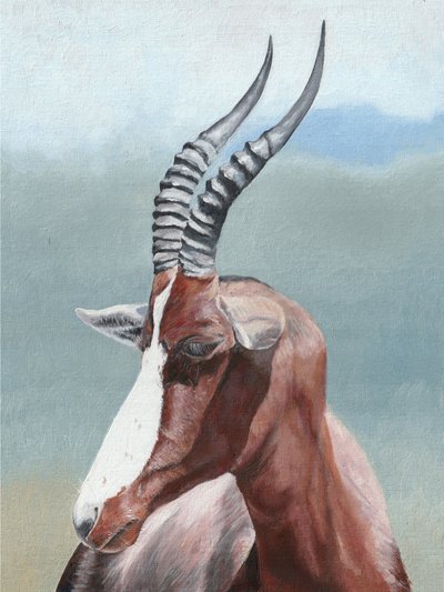 Nyugodt blesbok portré alkotó: Viccy Wanliss