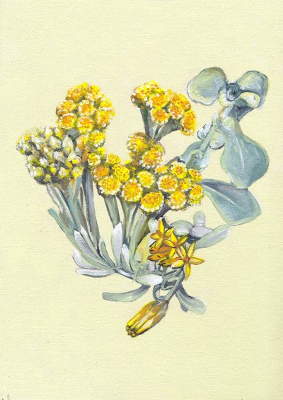  alkotó: Viccy Wanliss