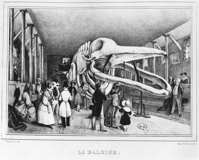 A bálna a párizsi Természettudományi Múzeumban, 1840 körül alkotó: Victor Adam
