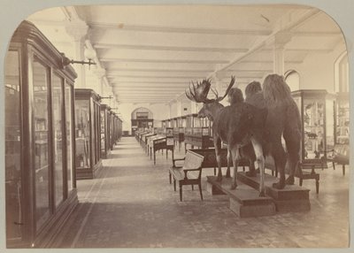 Pl. II. Alsó történet: Emlősök alkotó: Victor Prevost, Gaston L. Feuardent and Co., New York