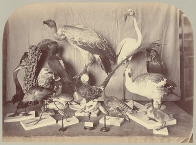 Pl. XIII. Madarak alkotó: Victor Prevost, Gaston L. Feuardent and Co., New York