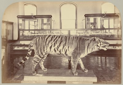 Pl. XI. Bengáli tigris alkotó: Victor Prevost, Gaston L. Feuardent and Co., New York