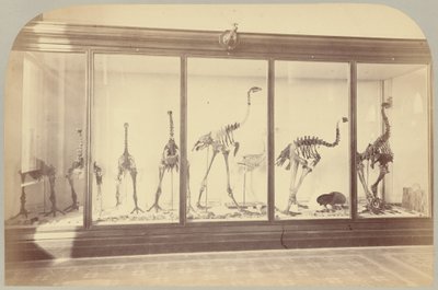 Pl. XV. Fosszilis madarak: Új-Zéland alkotó: Victor Prevost, Gaston L. Feuardent and Co., New York