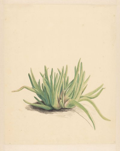 IJskruid (cím a tárgyon) alkotó: Vincent Jansz. van der Vinne