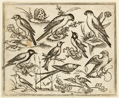 Tizenegy madár ül virágzó lombfoltokon és apró ágakon..., 1557. alkotó: Virgil Solis