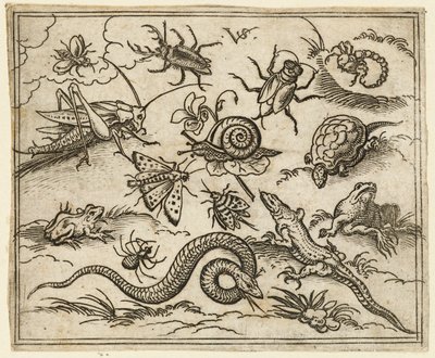 Rovarok és hüllők csoportja sziklákkal teli, sík talajon, köztük leguán, gyík..., 1557. alkotó: Virgil Solis