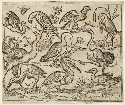 Strucc a bal oldalon kilenc másik madárral, köztük egy gém és egy pelikán..., 1557. alkotó: Virgil Solis