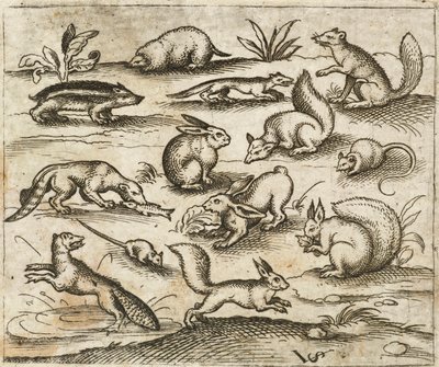 Kis erdei lények csoportja eszik és szaladgál egy tóban, köztük egerek, nyúl, mókus, mosómedve, erdei torok, görény, nyest és borz, a Douce Ornament Prints I. albumából alkotó: Virgilius the elder (after) Solis