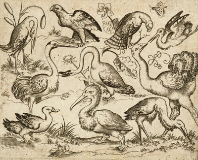 Strucc a bal oldalon kilenc másik madárral, köztük egy gém és egy pelikán, minimális talajon ábrázolva, néhány madár körül lombfoltokkal, a Douce Ornament Prints I. albumából, 1557 után (metszet és rézkarc fektetett papírra) alkotó: Virgilius the elder (after) Solis