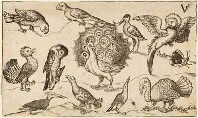 Páva a közepén, körülötte kilenc másik madár, köztük egy pulyka, és egy pillangó egy minimális talajon, egy kis fűfolttal, a Douce Ornament Prints I. albumából alkotó: Virgilius the elder (after) Solis