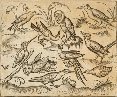 Tíz madár ül ágakon és fűfoltokon, köztük két bagoly és egy hosszú farktollas madár csiripelve, fejjel hátrafelé, a Douce Ornament Prints I. albumából alkotó: Virgilius the elder (after) Solis