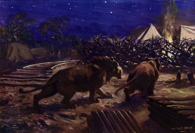 Az ugandai vasút építése közben éjjel egy munkástábor előtt kószáló oroszlánok (színes litho) alkotó: W.R.S. (after) Stott