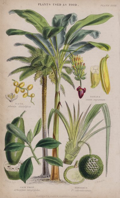 Dátum; Banán; Jack Fruit; Pandanus (színes metszet) alkotó: W. Fitch