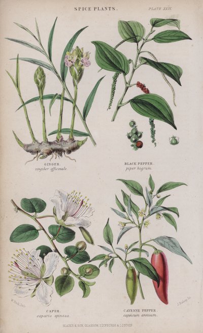 Gyömbér; Fekete bors; Fickándozás; Cayenne Pepper (színes gravírozás) alkotó: W. Fitch