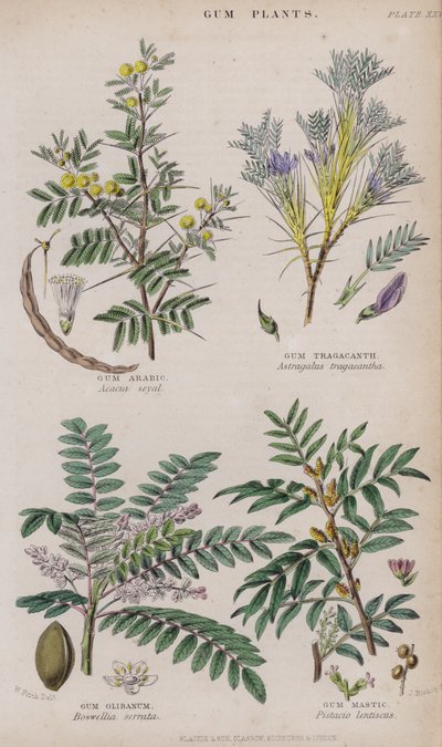 Gumiarábikum; Tragakant gumi; gumi olibanum; Gum Mastic (színes gravírozás) alkotó: W. Fitch