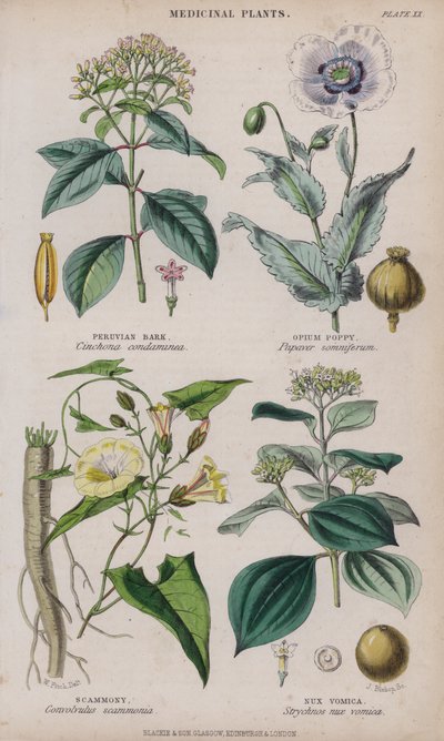 perui kéreg; Ópium mák; Scammony; Nux Vomica (színes metszet) alkotó: W. Fitch