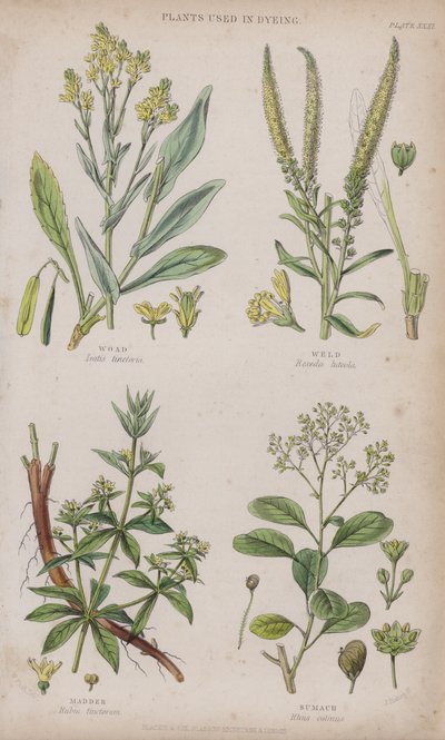 Fa; Hegesztés; Festőbuzér; Sumach (színes metszet) alkotó: W. Fitch