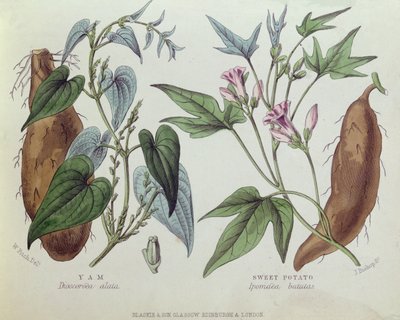 Yam és édesburgonya (színes gravírozás) alkotó: W. Fitch