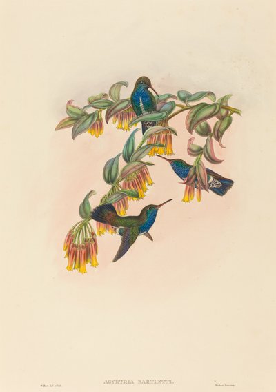 Agyrtria bartletti (Bartlett smaragd) alkotó: W. Hart