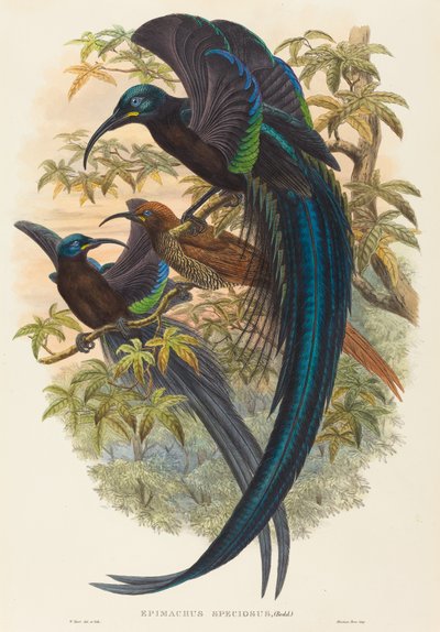 Epimachus speciosus (sarlócsőrű paradicsommadár) alkotó: W. Hart