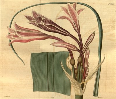 Crinum bulbispermum alkotó: W. Herbert
