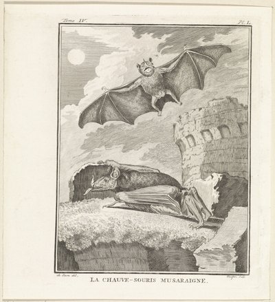 Vleermuizen The Shrew Bat (cím a tárgyon) alkotó: W. Tringham