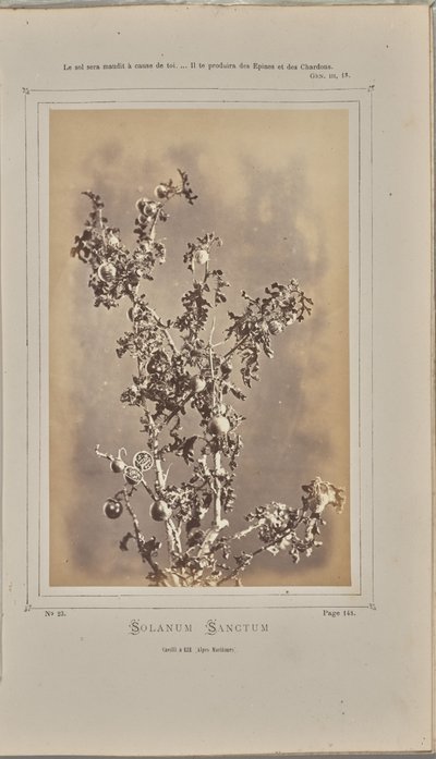 Solanum sanctum, cuelli Èze-ben (Alpes-Maritimes) alkotó: W. de Bray
