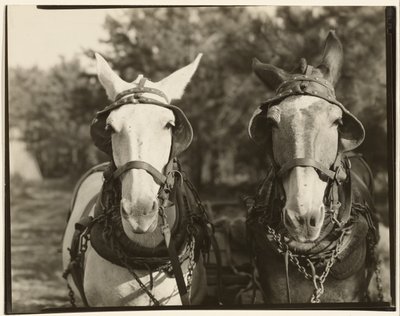 [Két öszvér, Hale megye, Alabama] alkotó: Walker Evans