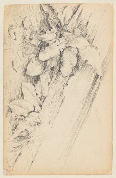 Study of Plants and Rotten Tree Trunk, 155th Street alkotó: Walter Clark