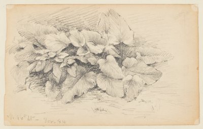 Tanulmány egy növényről, West 86th Street alkotó: Walter Clark