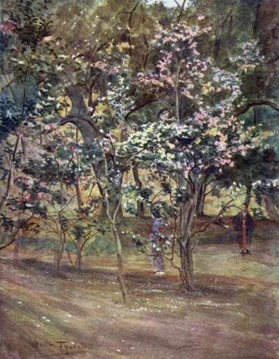 Egyedülálló kaméliák az Ueno Parkban, Tokio alkotó: Walter Frederick Roofe Tyndale