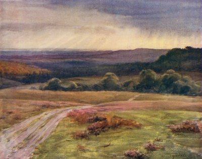 Az új erdő: Boldrewood Walk, Puck Pitts, a Fritham Roadról (színes litho) alkotó: Walter Frederick Roofe Tyndale