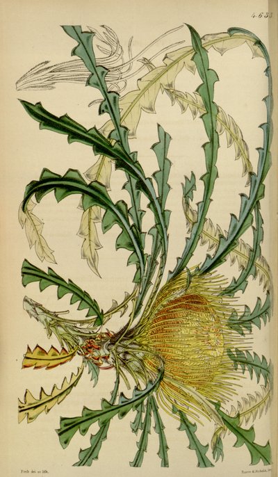 Curtis Botanikai Magazinja – 4633. tábla – Dryandra nobilis alkotó: Walter Hood Fitch
