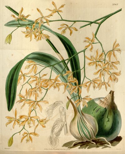 Encyclia candollei alkotó: Walter Hood Fitch