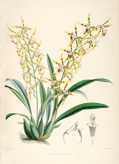 Odontoglossum lindleyanum alkotó: Walter Hood Fitch