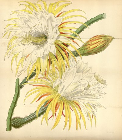Selenicereus macdonaldiae alkotó: Walter Hood Fitch
