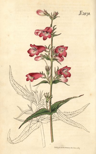 Penstemon campanulatus, Blume von Weddell Weddell